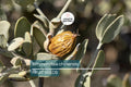 Jojoba Tree Seeds – Simmondsia chinensis, Drought-Tolerant Shrub for Xeriscaping, Native Arid Climate Plant, USDA Zones 9-10