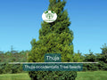 50 Thuja occidentalis Tree Seeds | White Cedar Arborvitae for Privacy, Hedge Row, Evergreen Landscaping, Fast-Growing, Low Maintenance