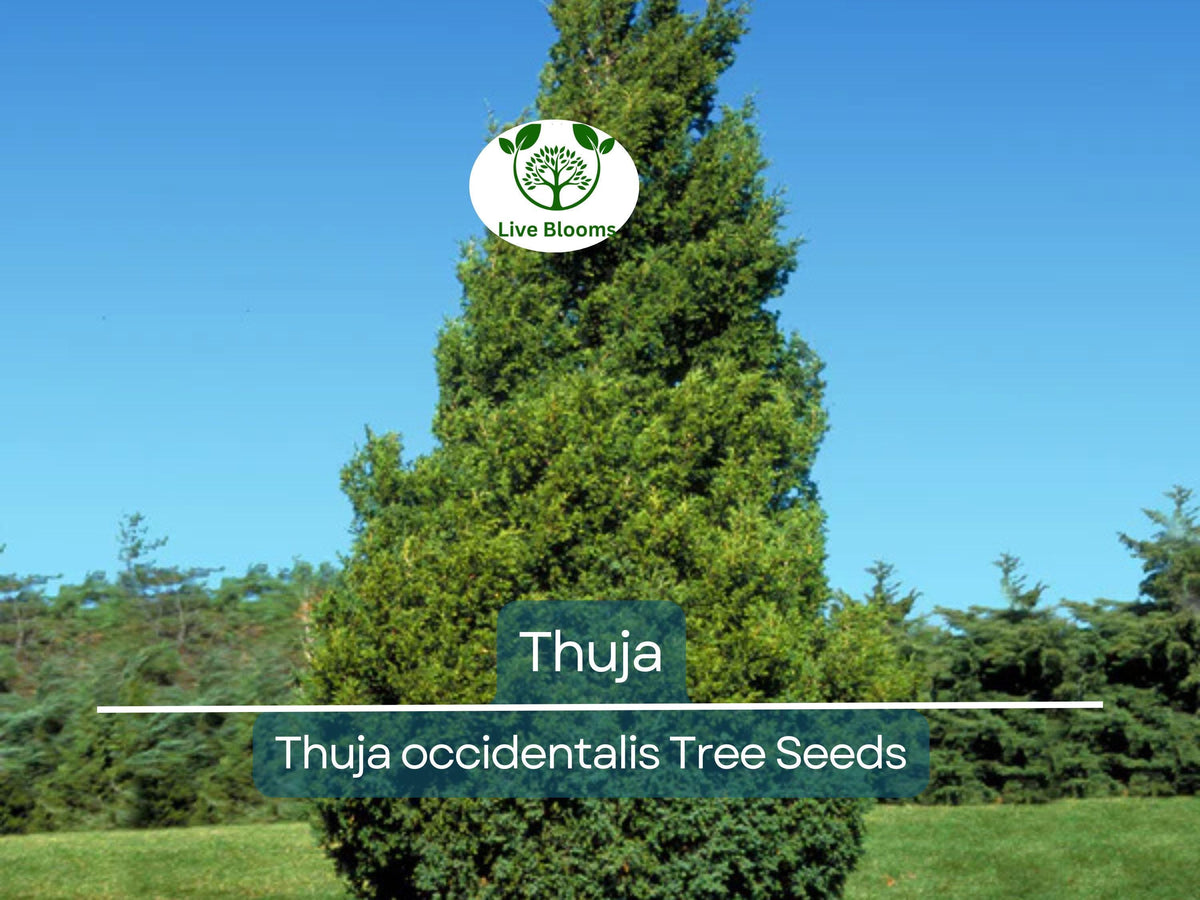 50 Thuja occidentalis Tree Seeds | White Cedar Arborvitae for Privacy, Hedge Row, Evergreen Landscaping, Fast-Growing, Low Maintenance