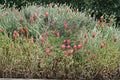 Sainfoin Seeds ‘Shoshone’ – Onobrychis viciifolia, Forage Legume, Nitrogen-Fixing, Drought Tolerant, Pollinator-Friendly, 100 Seeds