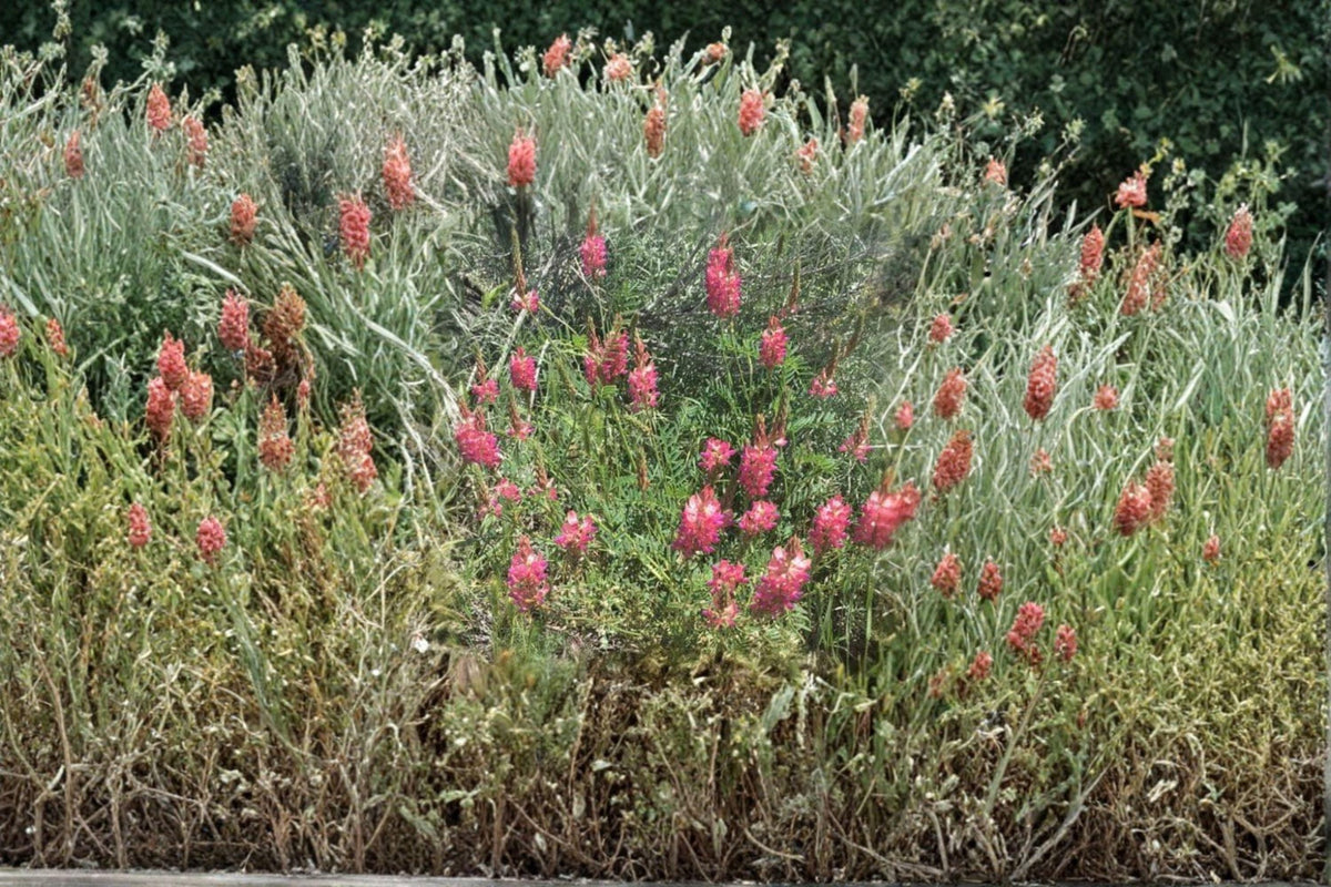 Sainfoin Seeds ‘Shoshone’ – Onobrychis viciifolia, Forage Legume, Nitrogen-Fixing, Drought Tolerant, Pollinator-Friendly, 100 Seeds