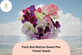 Paint Box Mixture Sweet Pea Seeds | Lathyrus odoratus Climbing Vine with Colorful Blooms | 50+ Seeds for Garden Planting