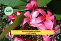 Pink Plumeria Cuttings – 10" Unrooted Single-Head Stems | Tropical Flowering Tree | Plumeria rubra