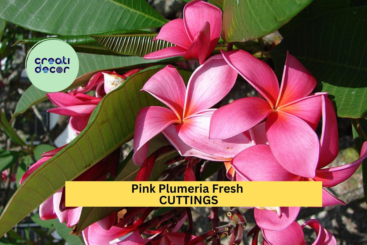 Pink Plumeria Cuttings – 10" Unrooted Single-Head Stems | Tropical Flowering Tree | Plumeria rubra