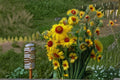 Meriwether Blanketflower Seeds - Gaillardia aristata Native Perennial Wildflower with Red & Yellow Blooms, Drought Tolerant, 25 Seeds