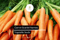 300 Seeds Scarlet Nantes Carrot Daucus carota Heirloom, Sweet, Crisp, Bright Orange, Garden, Container Planting