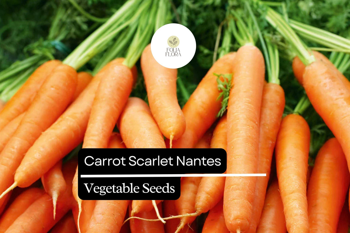 300 Seeds Scarlet Nantes Carrot Daucus carota Heirloom, Sweet, Crisp, Bright Orange, Garden, Container Planting