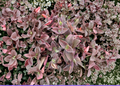 Tradescantia Pale Puma Cuttings – 5 Live Unrooted Fuzzy Tradescantia sillamontana Propagation Cuttings