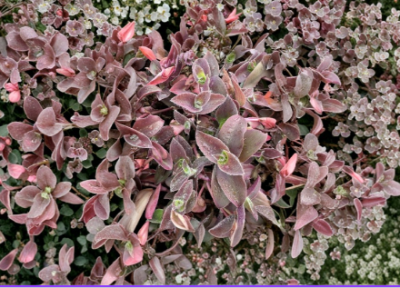 Tradescantia Pale Puma Cuttings – 5 Live Unrooted Fuzzy Tradescantia sillamontana Propagation Cuttings