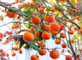 Japanese Fuyu Persimmon Tree Scion Cuttings Set of 3 for Grafting and Propagation Diospyros kaki