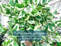 Unrooted Pothos Pearls and Jade Cuttings - Variegated Houseplant for Propagation, Indoor Decor, Low Light, Air-Purifying, Devil's Ivy