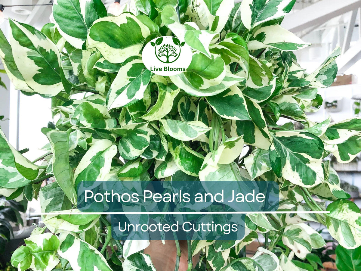 Unrooted Pothos Pearls and Jade Cuttings - Variegated Houseplant for Propagation, Indoor Decor, Low Light, Air-Purifying, Devil's Ivy