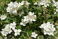 Mock Orange Live Plants – 12-18" Fragrant White Blooms – Philadelphus coronarius Flowering Shrub for Garden Borders