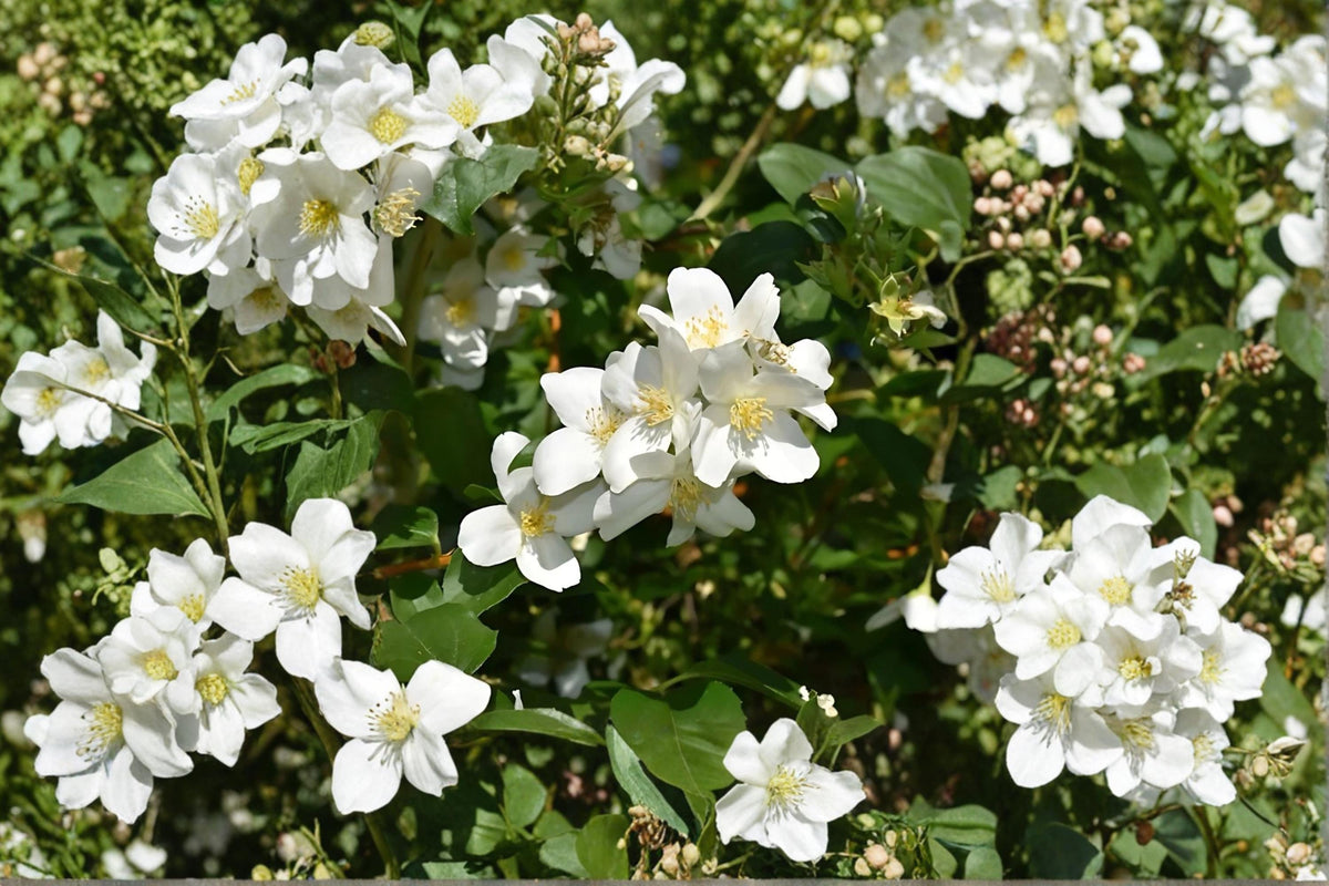 Mock Orange Live Plants – 12-18" Fragrant White Blooms – Philadelphus coronarius Flowering Shrub for Garden Borders