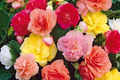 Vintage Grace Begonia Seeds – Non-GMO Flower Seeds for Gardens, 45 or 125 Count, Begonia x tuberhybrida, Vibrant Blooms