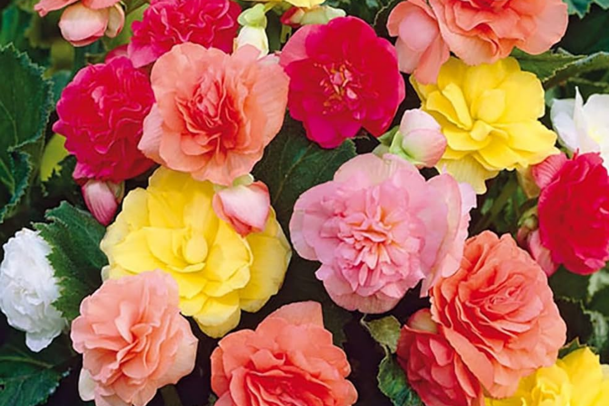 Vintage Grace Begonia Seeds – Non-GMO Flower Seeds for Gardens, 45 or 125 Count, Begonia x tuberhybrida, Vibrant Blooms