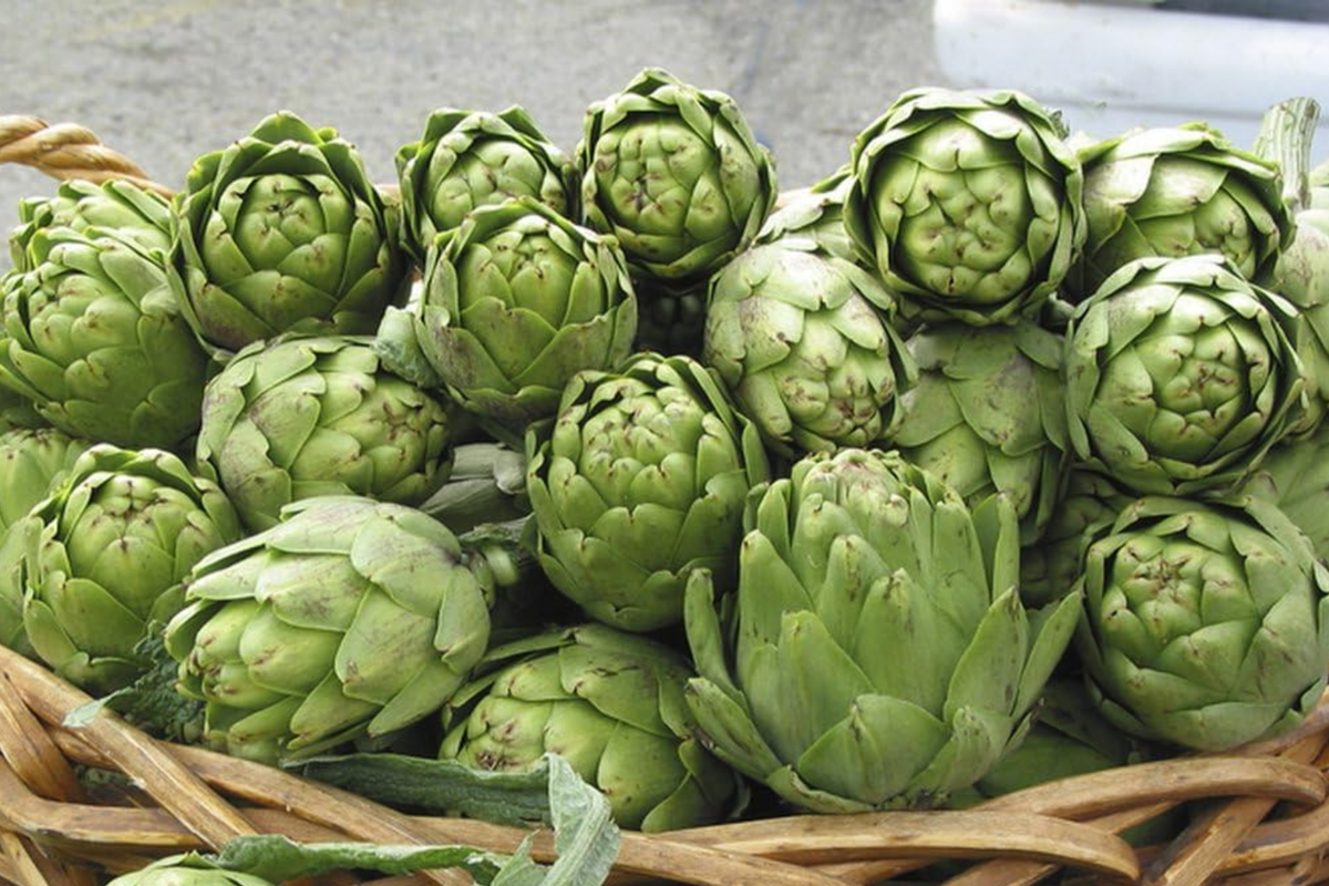 Green Globe Artichoke Seeds - Non-GMO Heirloom Cynara scolymus for Home Garden & Container Planting