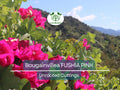 Fuchsia Pink Bougainvillea Unrooted Cuttings 6" | Bougainvillea glabra Flowering Shrub for Garden & Containers