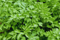 Lovage Seeds | Non-GMO Heirloom | Culinary & Medicinal Herb | Levisticum officinale | Perennial Garden Seeds
