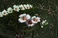 Calochortus flexuosus Seeds – Winding Mariposa Lily, Desert Wildflower with Pink-Purple Blooms, Perennial Native Plant