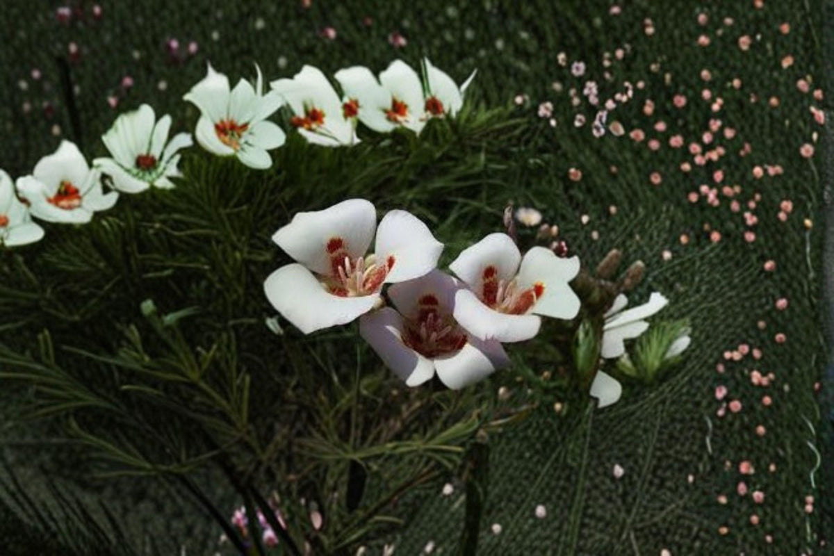 Calochortus flexuosus Seeds – Winding Mariposa Lily, Desert Wildflower with Pink-Purple Blooms, Perennial Native Plant