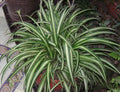 10 Variegated Spider Plant Cuttings | Chlorophytum comosum | Easy to Root Air-Purifying Houseplants