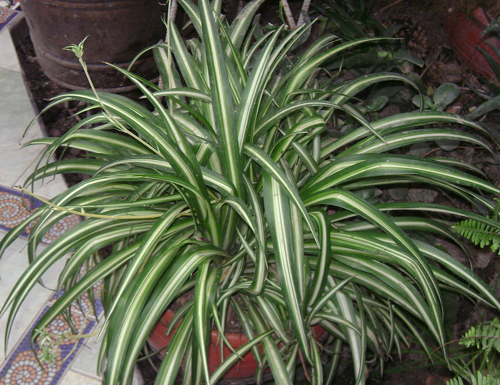 10 Variegated Spider Plant Cuttings | Chlorophytum comosum | Easy to Root Air-Purifying Houseplants