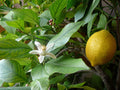 Italian Lemon Tree Cuttings 6-8 Inch Unrooted for Rooting Grafting Citrus limon Organic Scion Wood