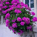 6 Purple Pelargonium Regal Geranium Plant Cuttings | Martha Washington Geraniums | 6" Live Starter Plants