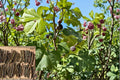 Chicago Hardy Fig Cutting 6 Inch Ficus carica Cold Hardy Fruit Tree for Backyard Gardens
