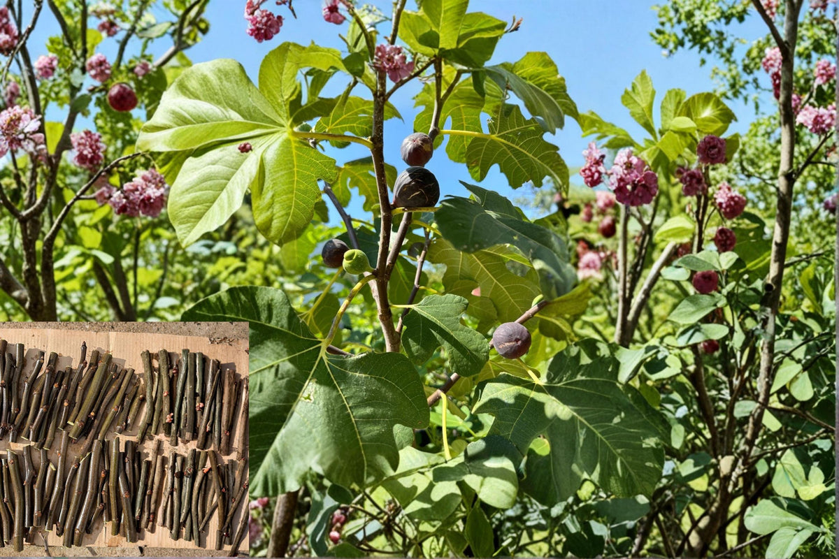 Chicago Hardy Fig Cutting 6 Inch Ficus carica Cold Hardy Fruit Tree for Backyard Gardens