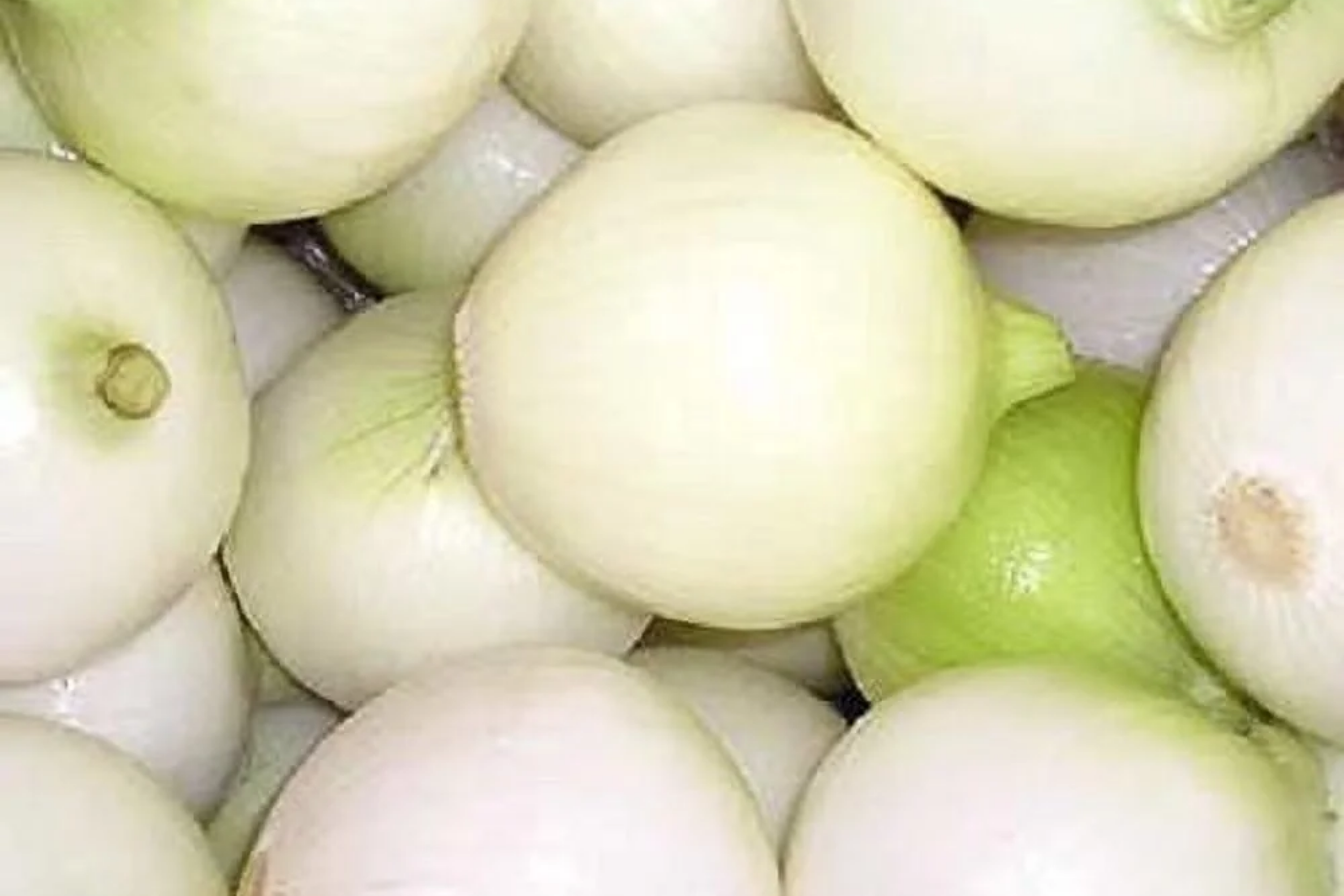 White Wax Onion Seeds - Non-GMO Heirloom Allium cepa Vegetable Seeds for Garden, Salad, and Cooking