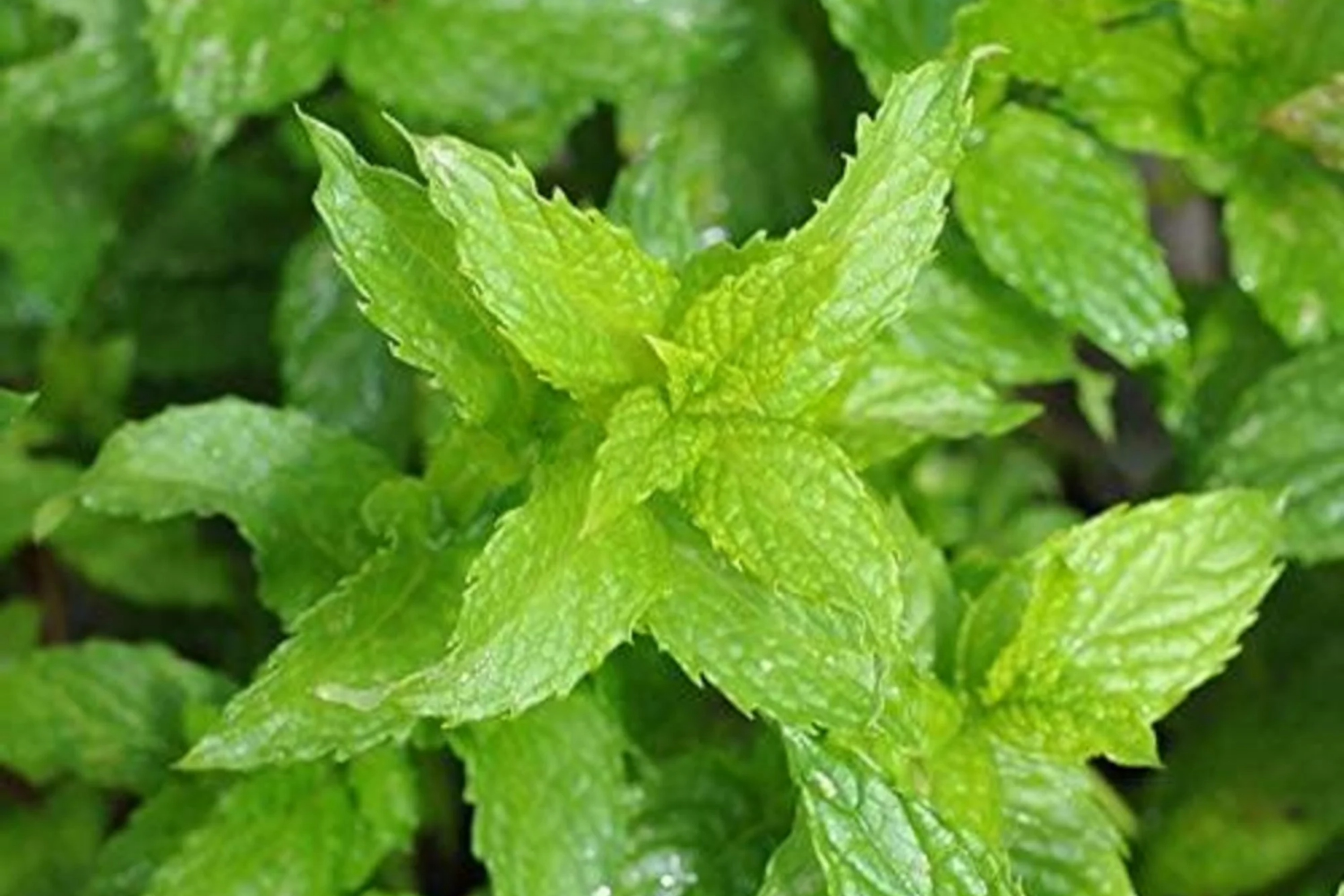 Spearmint Seeds | 1000+ Non-GMO Mentha spicata Herb Seeds for Culinary, Tea & Garden | Easy to Grow