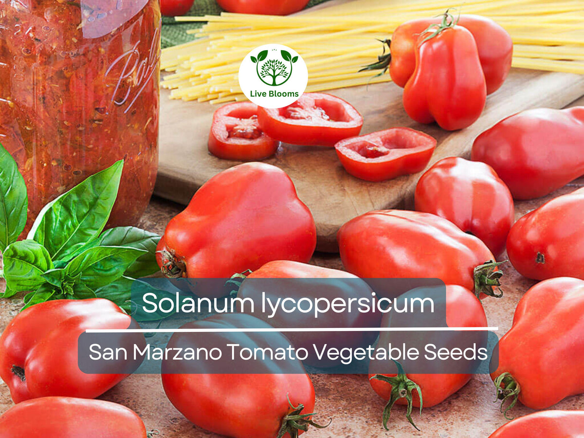 San Marzano Tomato Seeds 100mg | Heirloom Italian Paste Solanum lycopersicum for Gardening & Sauces