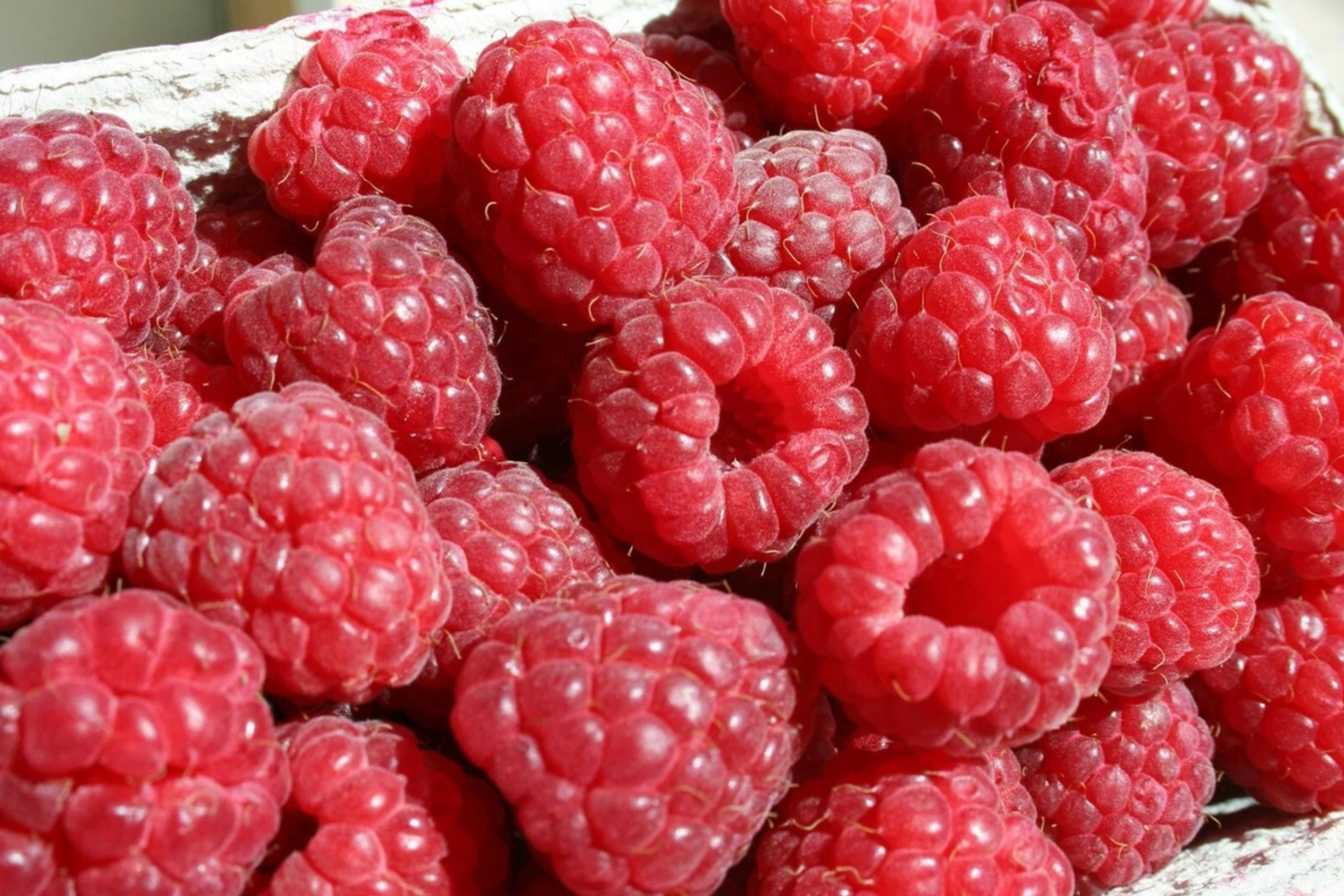 Starling Raspberry Seeds - Non-GMO Fruit Seeds for Gardening - Rubus idaeus - 125 Seeds Bulk Planting