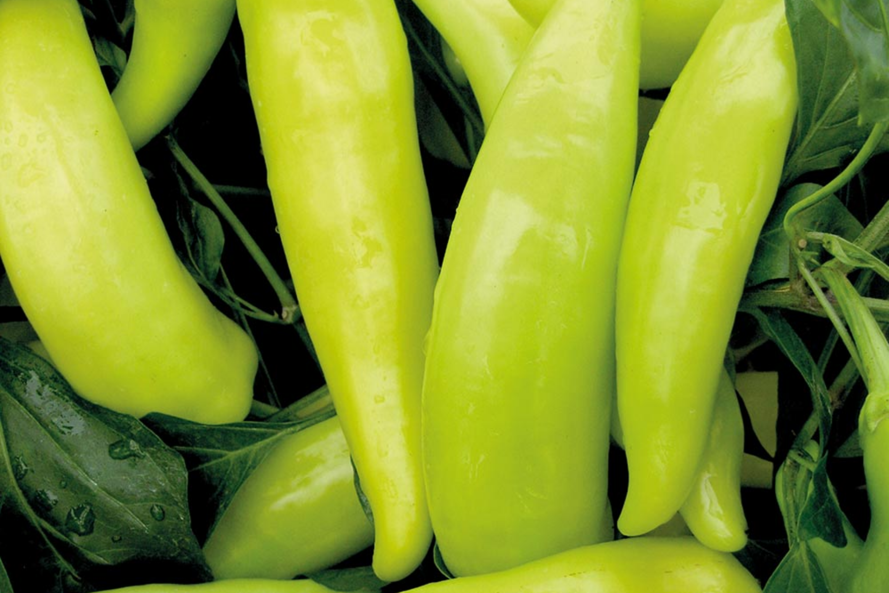 Hungarian Wax Pepper Seeds | Non-GMO Capsicum annuum | Hot Pepper for Garden or Containers