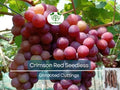Crimson Grape Vine Cuttings – 5 Unrooted Vitis vinifera for Growing Large Seedless Red Grapes