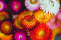 Swiss Giant Mix Strawflower Seeds – Vibrant Colors, Everlasting Blooms, Heat Tolerant, Helichrysum bracteatum, Cut & Dried Flowers