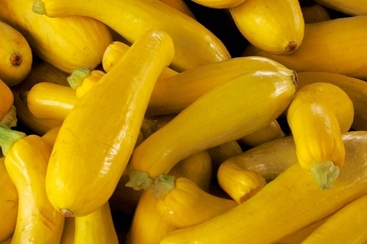 Straightneck Squash Seeds - Non-GMO Heirloom Cucurbita pepo, Fresh Garden Seeds USA, Bush-Type, Compact, for Home Garden