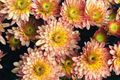 Chrysanthemum Seeds - Strawberry Butter Mum - 200 Flower Seeds - Garden Plants - Chrysanthemum morifolium