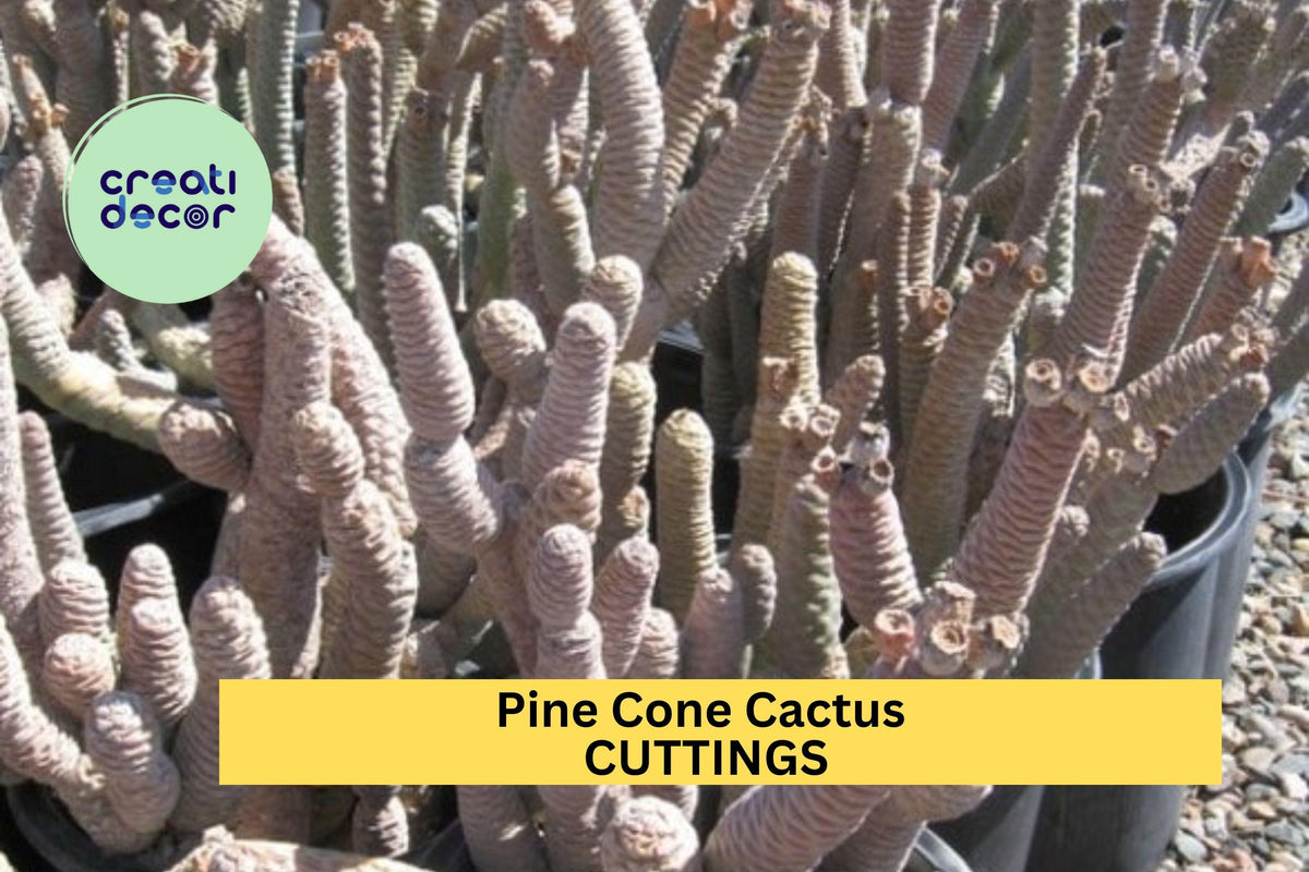 Live Pine Cone Cactus Cutting – 1 Fresh Segment Ready to Grow – Unique Succulent for Containers or Rock Gardens – USA