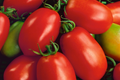 Beefsteak Heirloom Tomato Seeds, Organic, Non-GMO, Solanum lycopersicum, Large Juicy Fruits, Vegetable Seeds for Home Garden