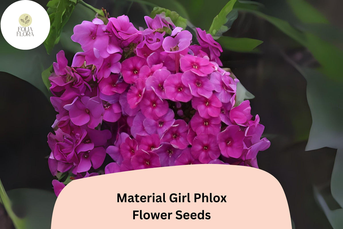 Material Girl Phlox Seeds – Perennial Garden Flower Seeds, Phlox paniculata hybrid, Bright Pink to Magenta, 100+ Seeds