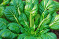 Tatsoi Mustard Seeds – Non-GMO Brassica rapa var. narinosa for Home Gardening, Salad & Stir-Fry, Heirloom Vegetable Seeds