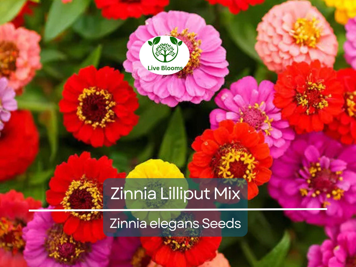 Zinnia Lilliput Mix Seeds – Heirloom, Non-GMO, Pollinator-Friendly, Compact Blooms, Easy to Grow, Garden Flowers, 200 Seeds