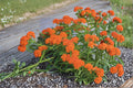 Asclepias tuberosa Butterfly Weed Seeds – Bright Orange Wildflower for Pollinator Gardens, Monarch Butterfly Host Plant, 15 Seeds
