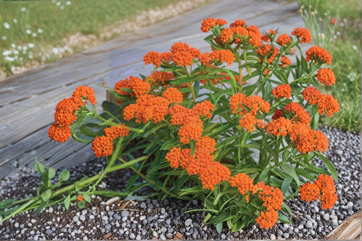 Asclepias tuberosa Butterfly Weed Seeds – Bright Orange Wildflower for Pollinator Gardens, Monarch Butterfly Host Plant, 15 Seeds