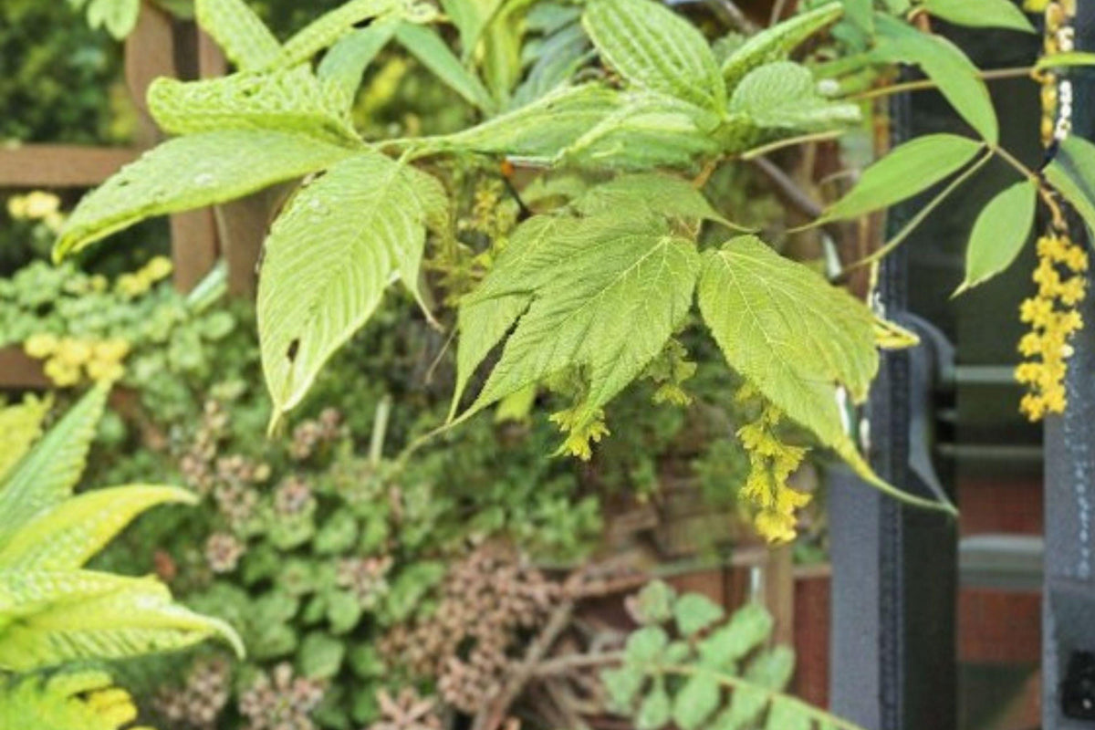 Acer tegmentosum Seeds – Manchurian Striped Maple Tree with Green and White Striped Bark, Ornamental Fall Foliage