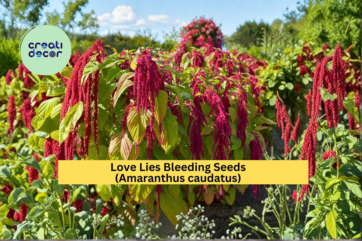 Love Lies Bleeding Seeds, Amaranthus caudatus, Red Hanging Flower Seeds, Ornamental Garden Plant, 100 Count