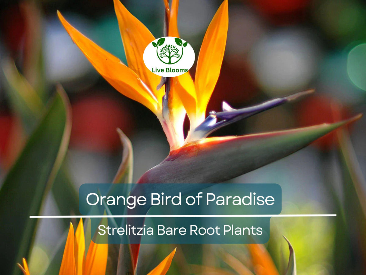 Orange Bird of Paradise Plant – Strelitzia Reginae Bare Root 3–6 Inches Tropical Flower for Garden or Container